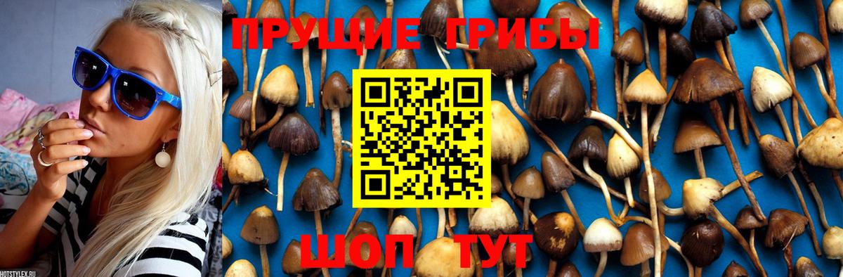 Галлюциногенные грибы Psilocybine cubensis  Вход с VPN  Оренбург 